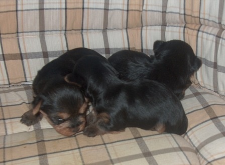 Gai-lutins - Yorkshire Terrier - Portée née le 04/03/2011